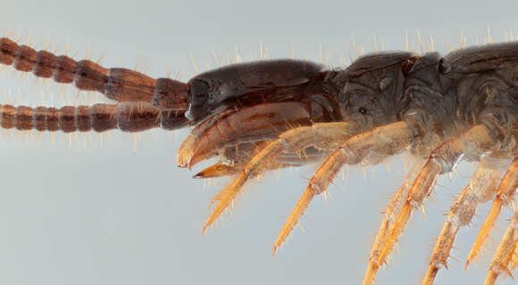 Image de Lithobius calcaratus C. L. Koch 1844