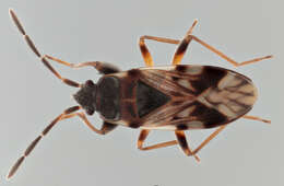 Image of Scolopostethus decoratus (Hahn 1833)