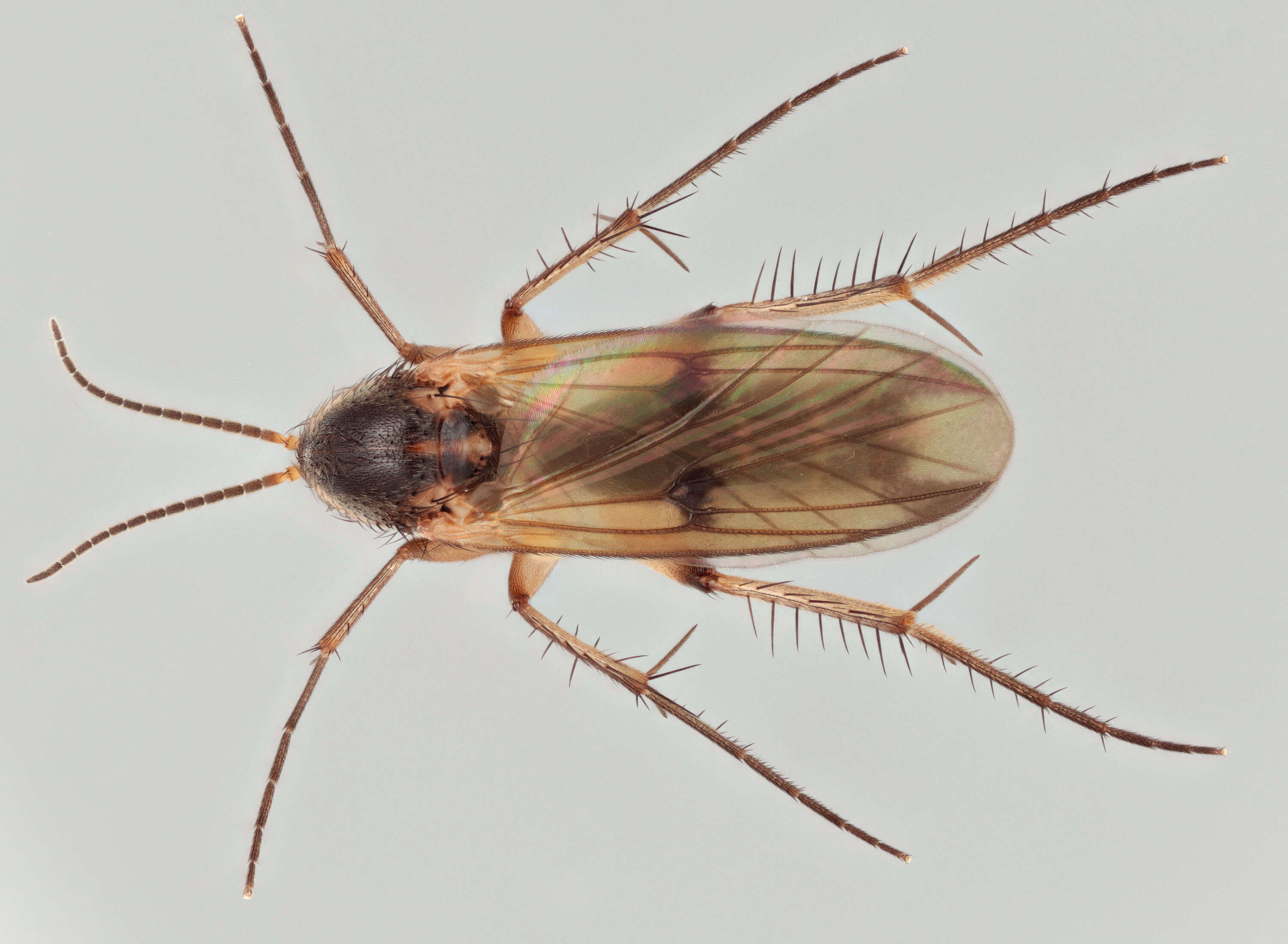 Image of Mycetophila dziedzickii Chandler 1977