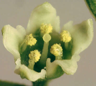 Image of bastard toadflax