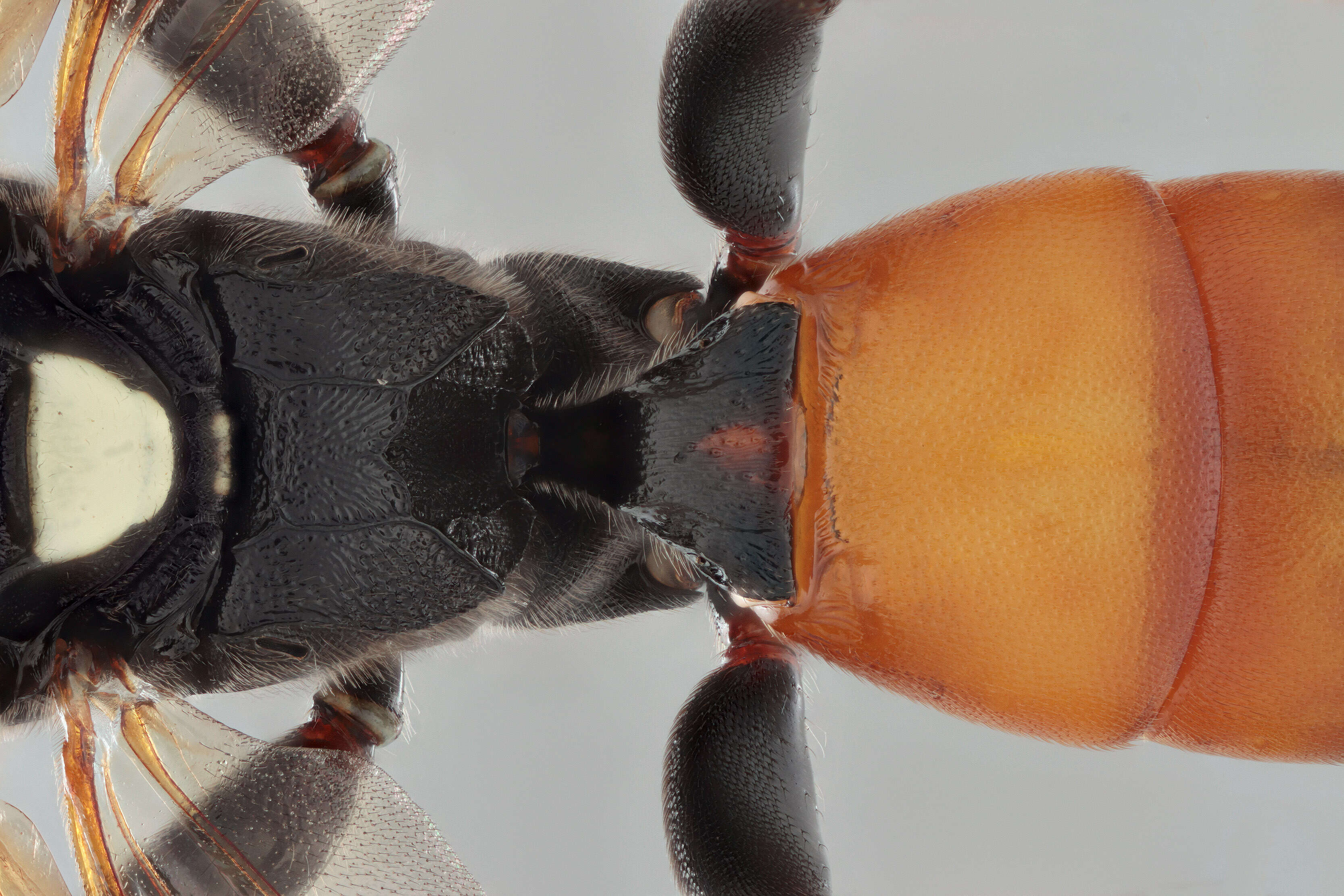 Image of Ichneumon confusor Gravenhorst 1820