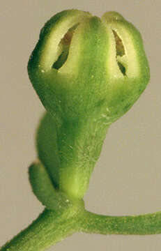 Image of bastard toadflax