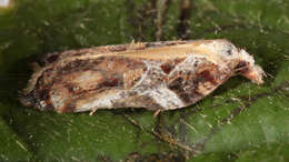 Image of Acleris cristana Denis & Schiffermüller 1775