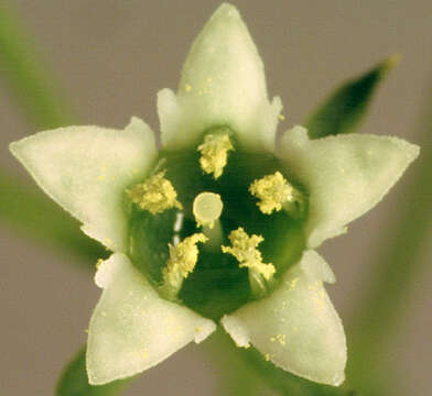 Image of bastard toadflax