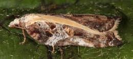 Image of Acleris cristana Denis & Schiffermüller 1775