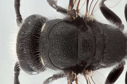 Image of Sapyga quinquepunctata (Fabricius 1781)