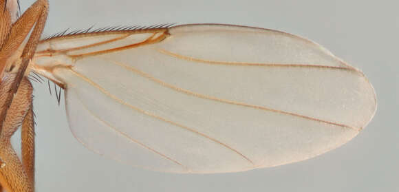 Phalacrotophora fasciata (Fallen 1823)的圖片