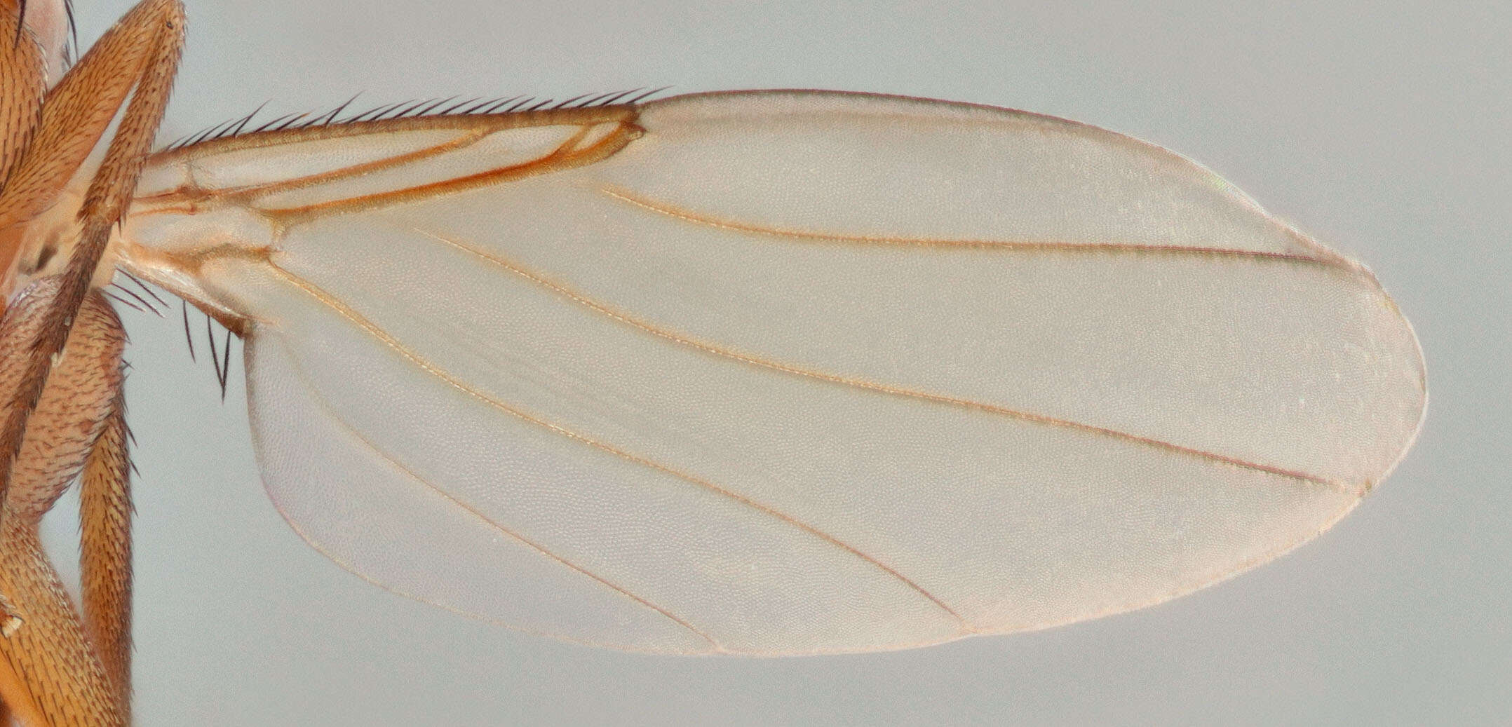 Image of Phalacrotophora fasciata (Fallen 1823)