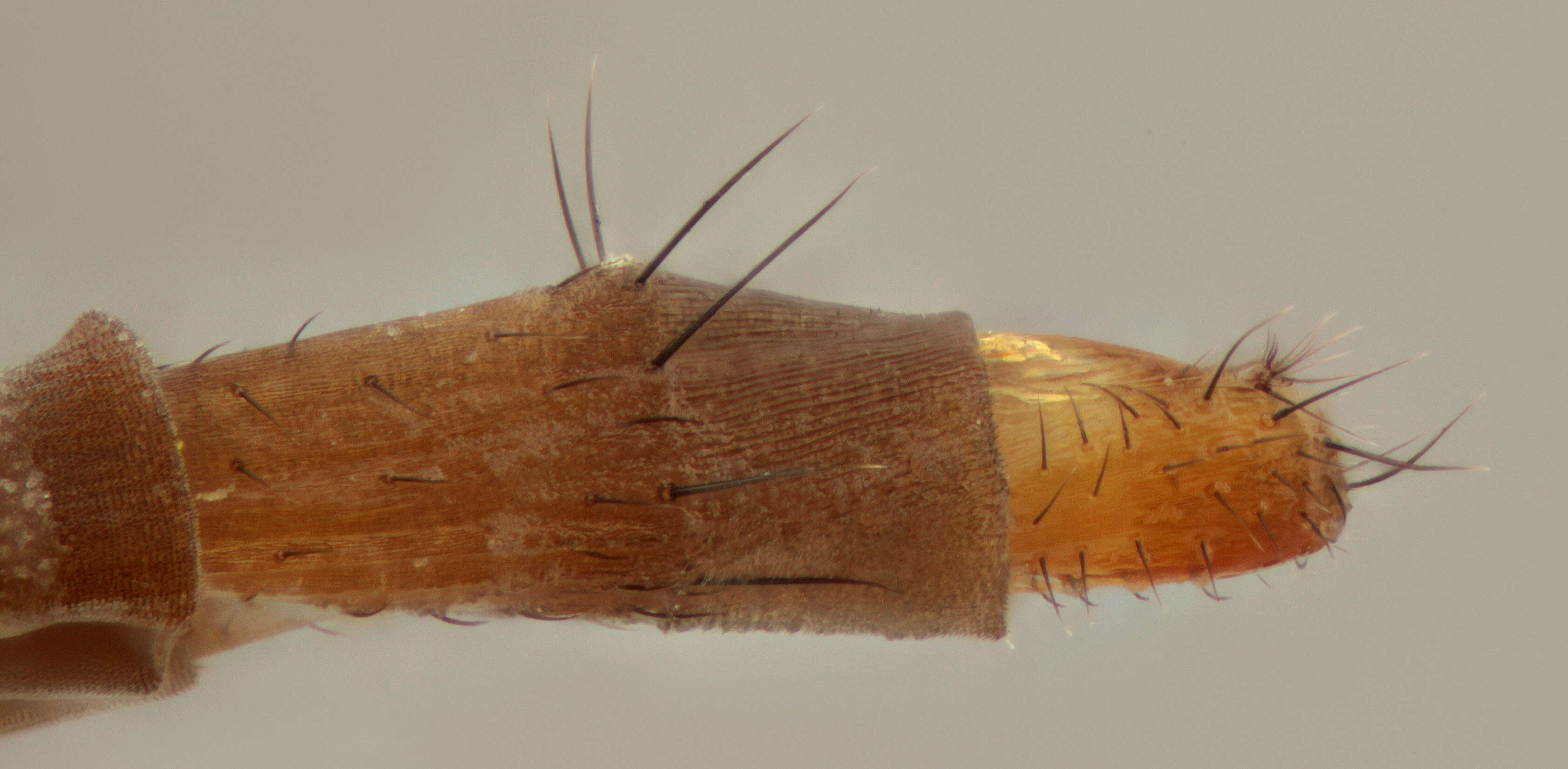 Image of Phalacrotophora fasciata (Fallen 1823)