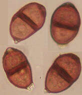 Image of Puccinia violae (Schumach.) DC. 1815