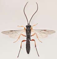 Image of Cratichneumon culex (Muller 1776)