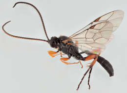 Image of Cratichneumon culex (Muller 1776)