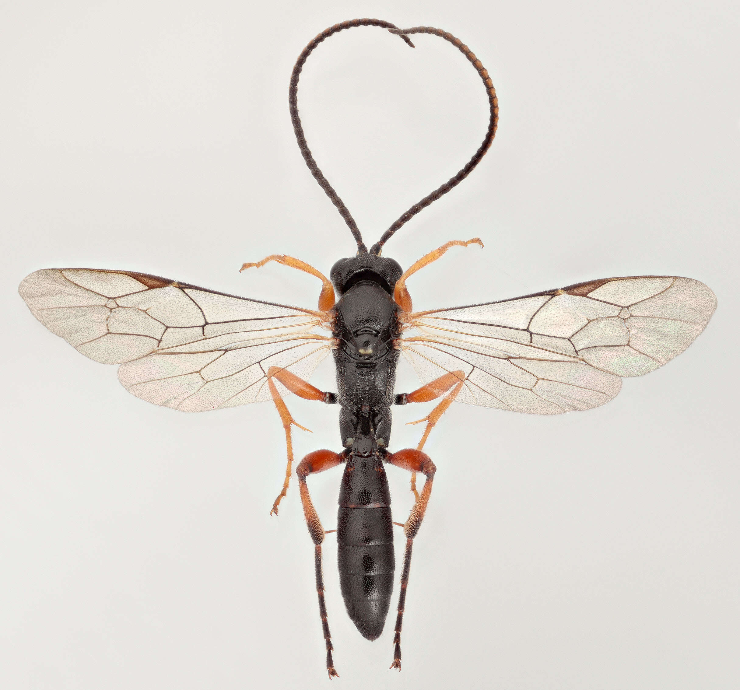 Image of Cratichneumon culex (Muller 1776)