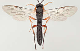 Image of Cratichneumon culex (Muller 1776)