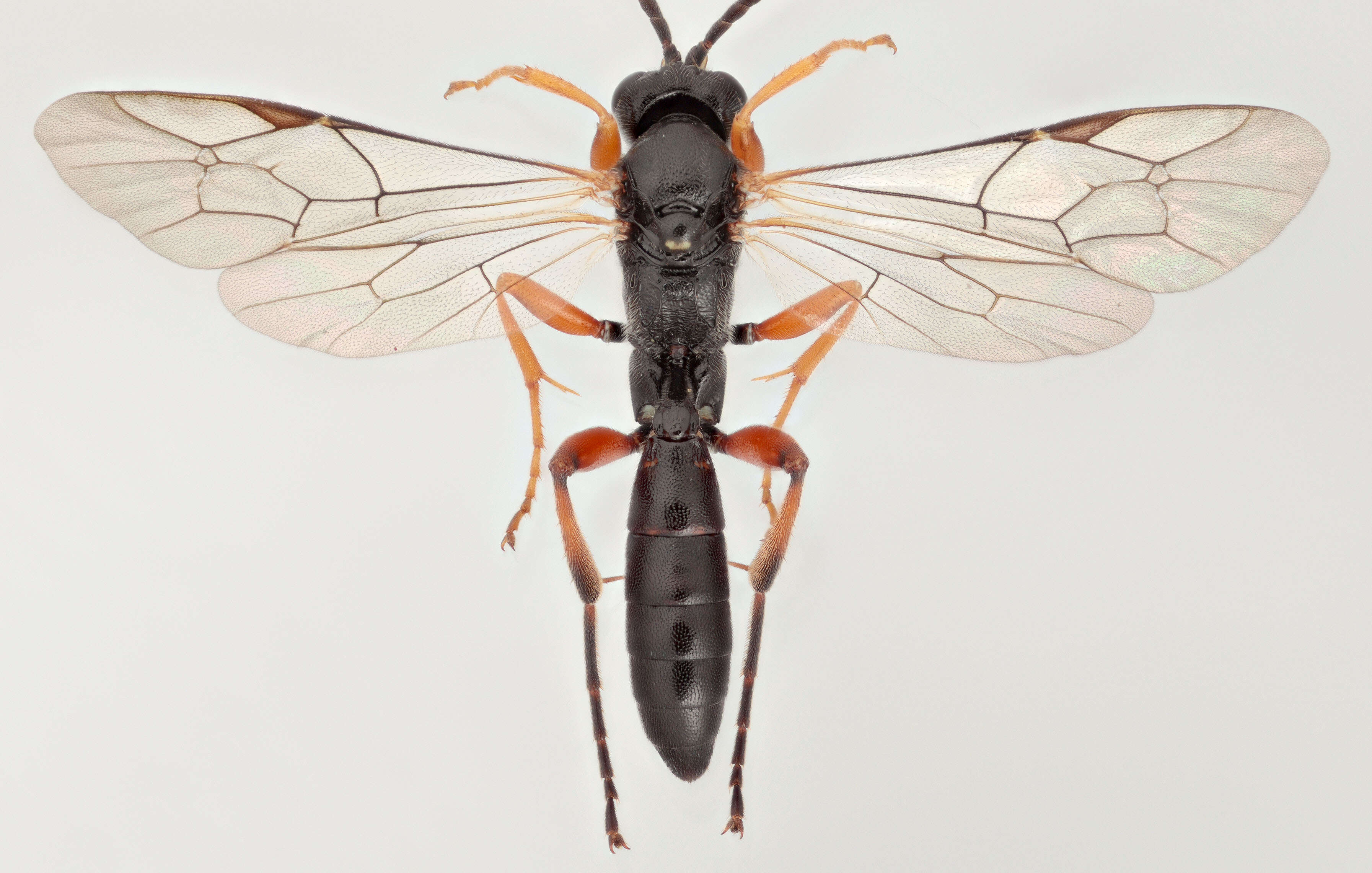 Image of Cratichneumon culex (Muller 1776)