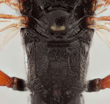 Image of Cratichneumon culex (Muller 1776)