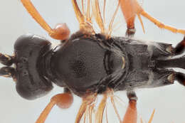 Image of Cratichneumon culex (Muller 1776)