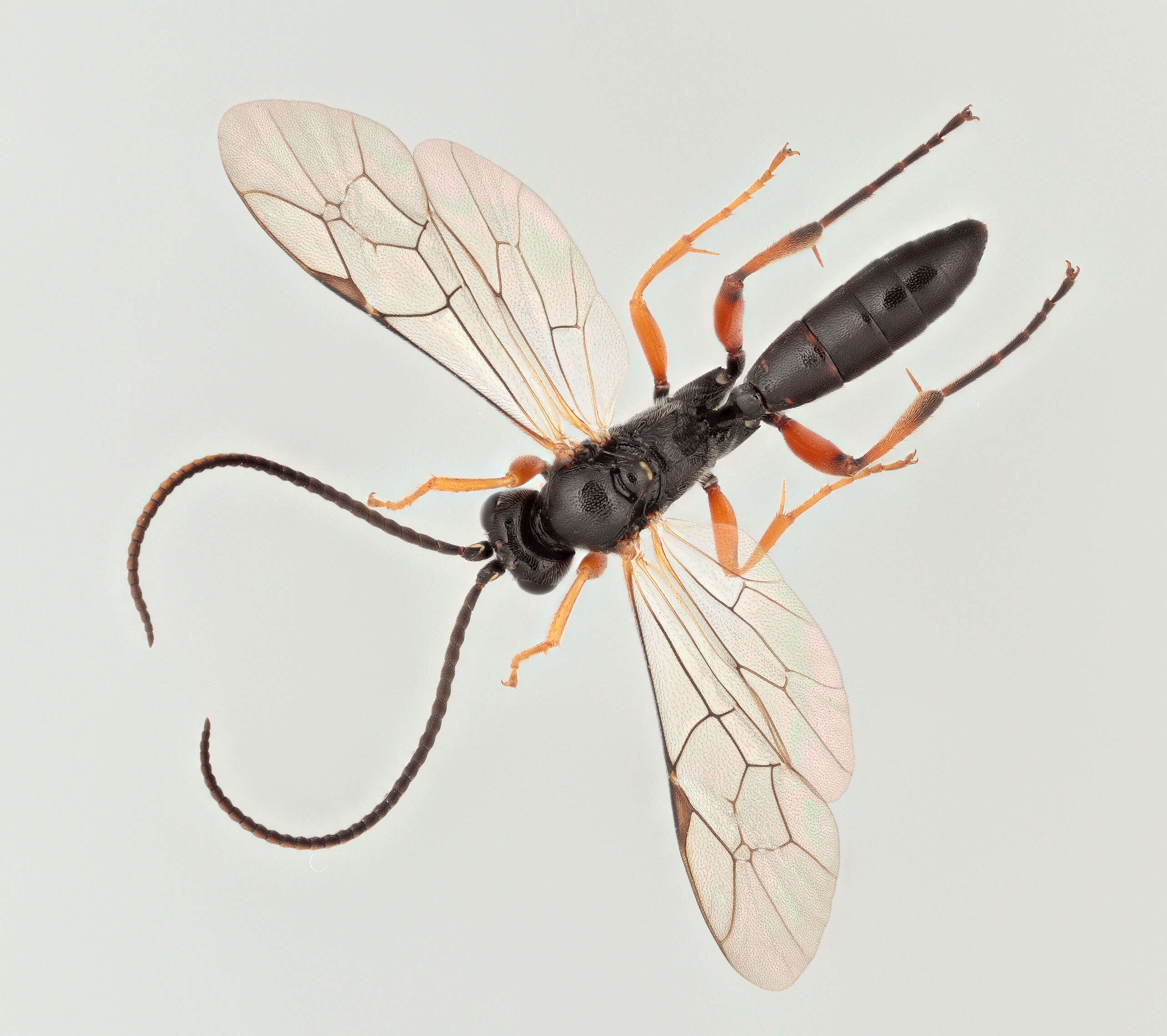 Image of Cratichneumon culex (Muller 1776)