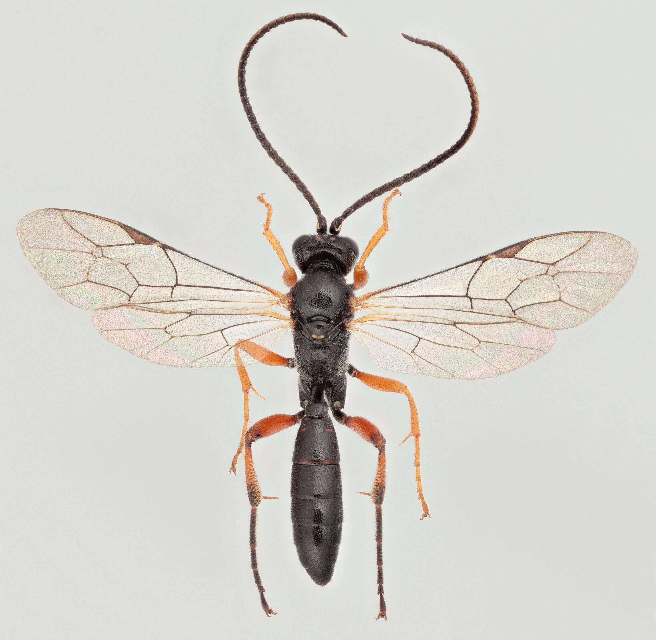 Image of Cratichneumon culex (Muller 1776)