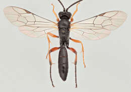 Image of Cratichneumon culex (Muller 1776)