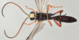 Image of Cratichneumon culex (Muller 1776)