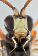 Image of Cratichneumon culex (Muller 1776)