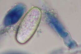 Erysiphe thesii L. Junell 1967的圖片