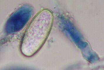 Erysiphe thesii L. Junell 1967 resmi