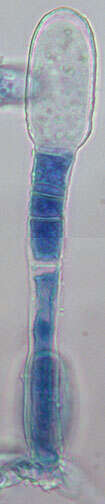 Erysiphe thesii L. Junell 1967 resmi