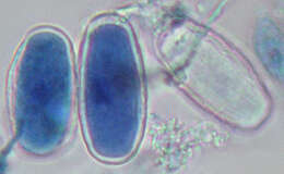 Erysiphe thesii L. Junell 1967 resmi