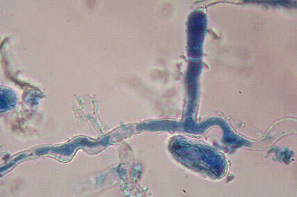 Erysiphe thesii L. Junell 1967 resmi