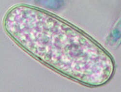 Erysiphe thesii L. Junell 1967 resmi