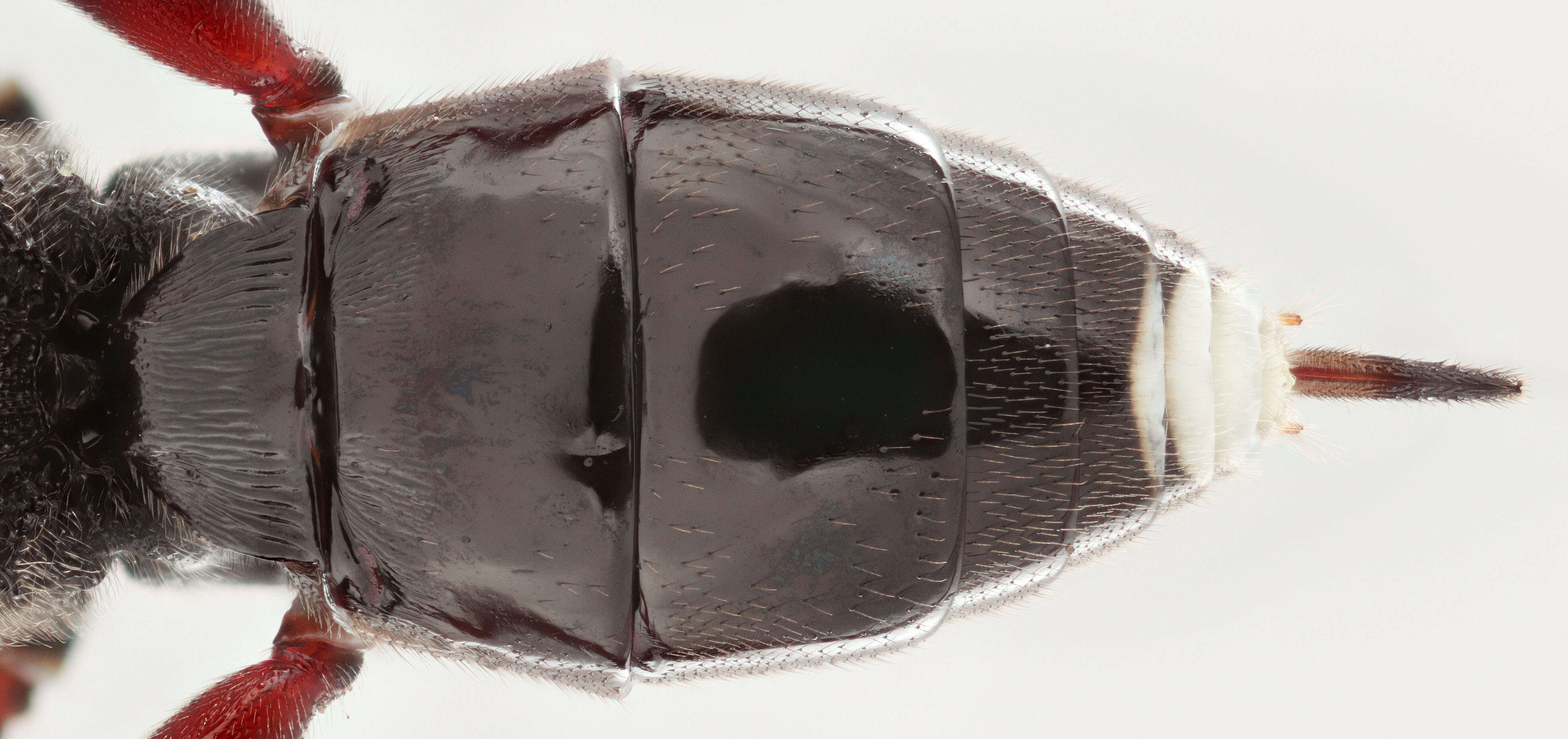 Image of Rhembobius perscrutator (Thunberg 1822)