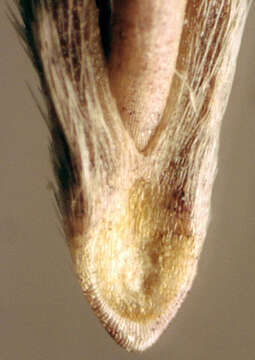 Image of ripgut brome