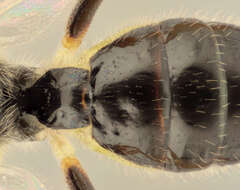 Adelognathus laevicollis Thomson 1883 resmi