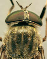 Image of Tabanus bromius Linnaeus 1758