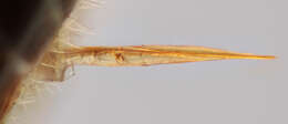 Adelognathus laevicollis Thomson 1883 resmi