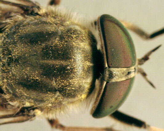 Image of Tabanus bromius Linnaeus 1758