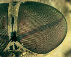 Image of Tabanus bromius Linnaeus 1758