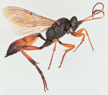 Image of Ichneumon gracilicornis Gravenhorst 1829