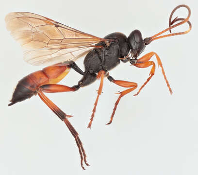 Image of Ichneumon gracilicornis Gravenhorst 1829