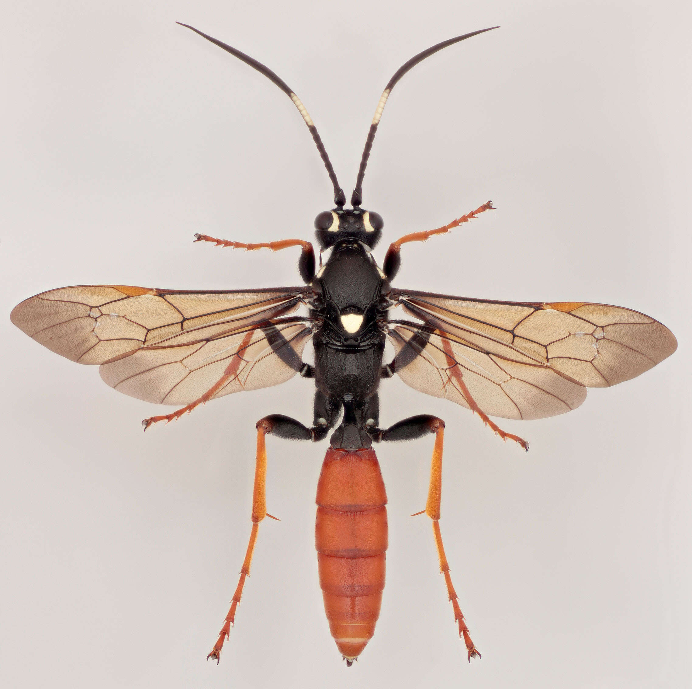 Image de Amblyjoppa fuscipennis (Wesmael 1845)