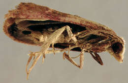 Image of Cochylis roseana Haworth 1911