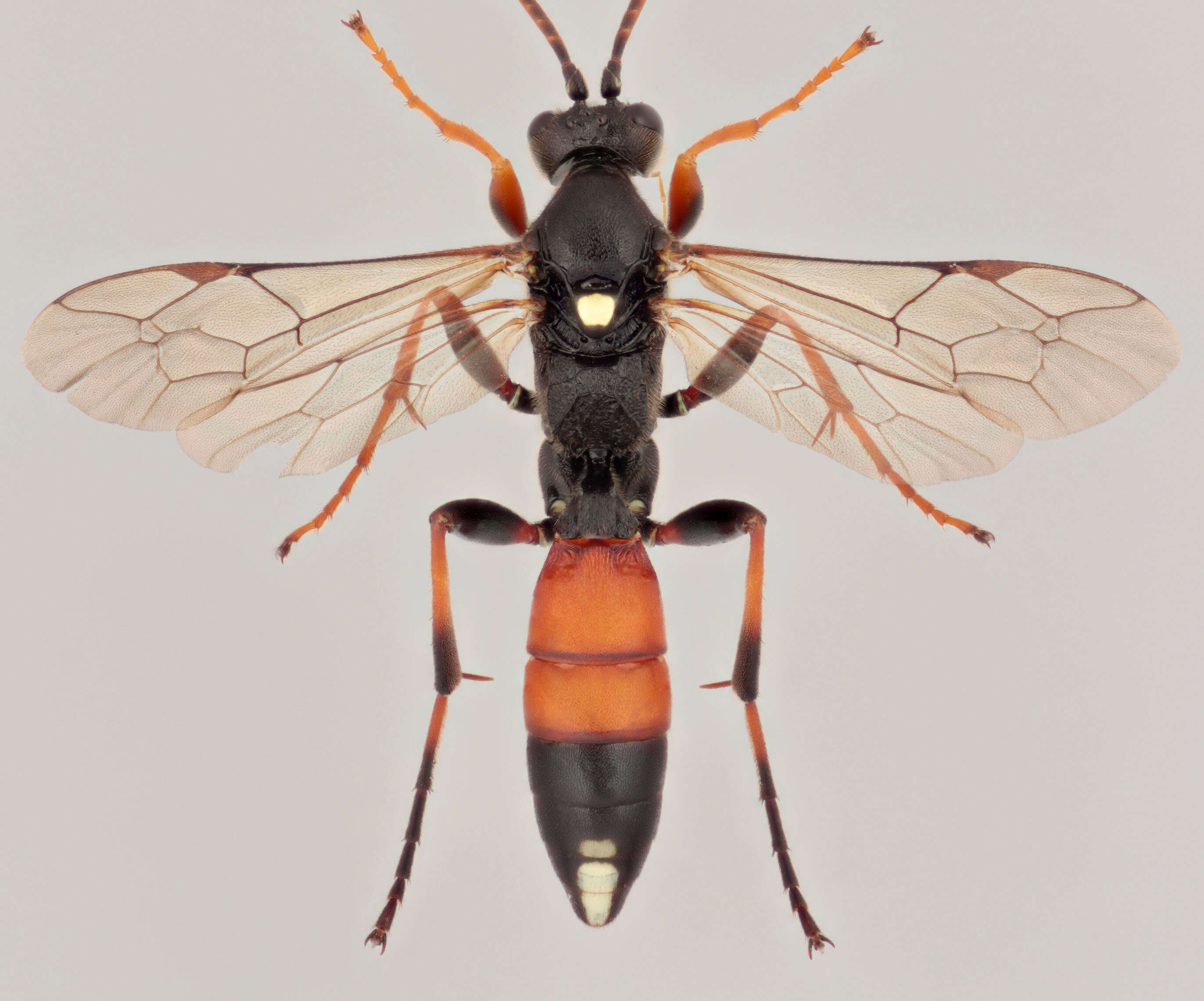 Image of Ichneumon gracilicornis Gravenhorst 1829