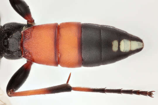 Image of Ichneumon gracilicornis Gravenhorst 1829