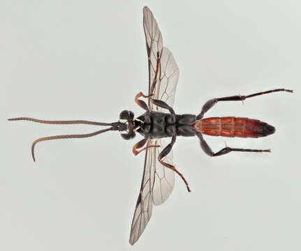 Image of Stenobarichneumon basiglyptus (Kriechbaumer 1890)