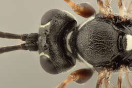 Image of Stenobarichneumon basiglyptus (Kriechbaumer 1890)