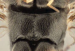 Image de Stenobarichneumon basiglyptus (Kriechbaumer 1890)
