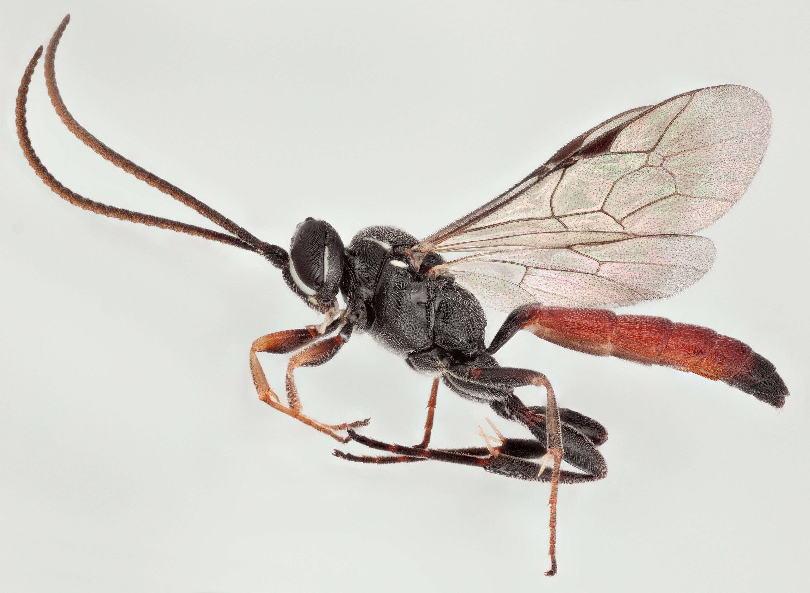 Image of Stenobarichneumon basiglyptus (Kriechbaumer 1890)