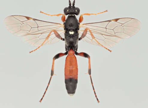 Image of Barichneumon chionomus (Wesmael 1845)